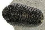 Bargain, Morocops Trilobite - Ofaten, Morocco #340913-2